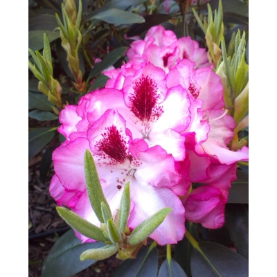 Różanecznik CHEER różowy //  sadzonka PREMIUM